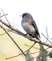 Dark-eyed Junco