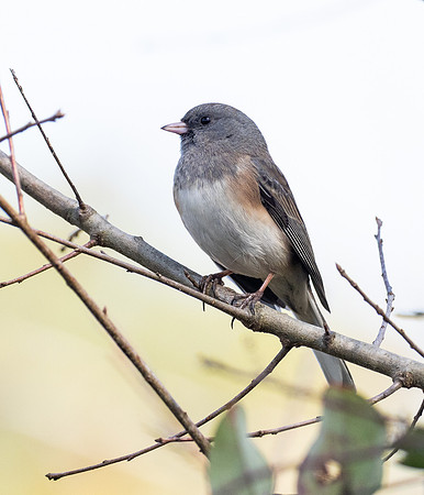 Dark-eyed Junco