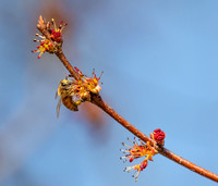 Pollinating Bee