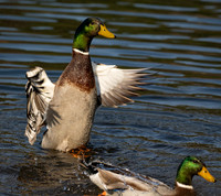 Green head stretch
