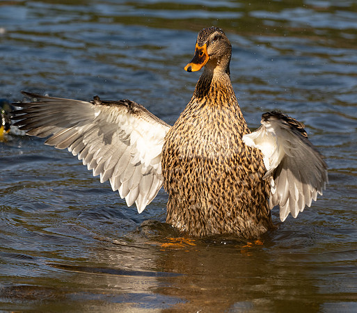 Wingspan
