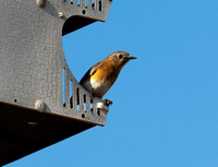 Eastern Blue Bird