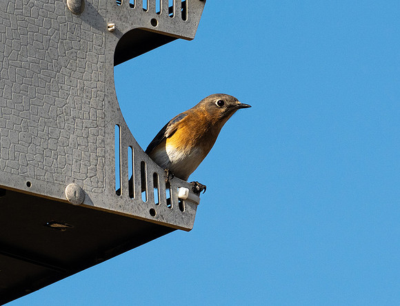 Eastern Blue Bird