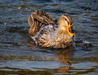 Dabbling and splash