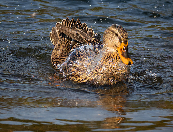 Dabbling and splash