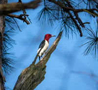 Red-headed Woodpecker
