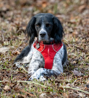 Willow Chillin