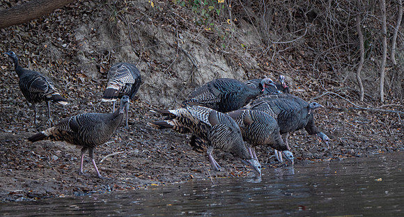 Wild Turkey Hens Watering