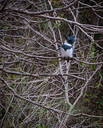 Kingfisher 2