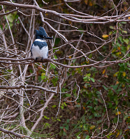 Kingfisher