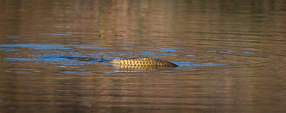 Golden Bones Feeding