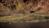 Whitetail Doe near 1st Camp