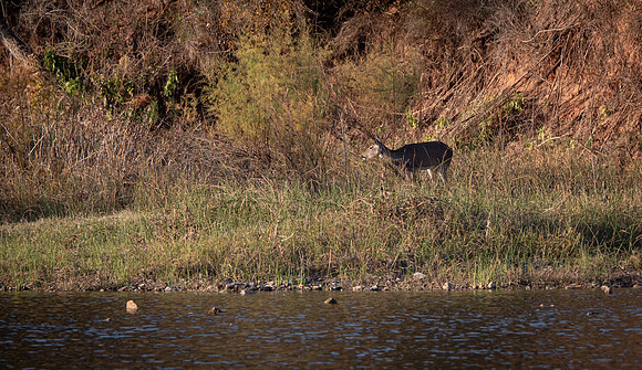 Whitetail Doe near 1st Camp