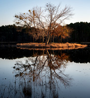 CCC Island Daingerfield SP TX