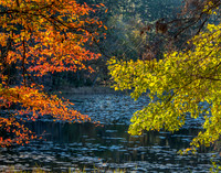 Fall Leaves