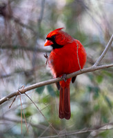 Male Cardinal