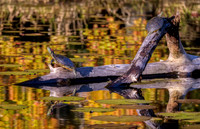 Red Eared Sliders