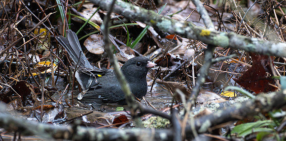 219a. Dark-eyed Junco PMK95167