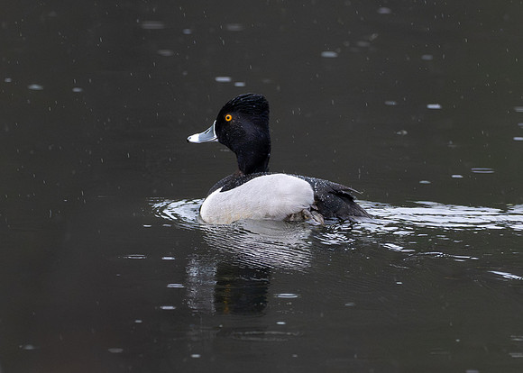 220. Ring-necked Duck PMK94911