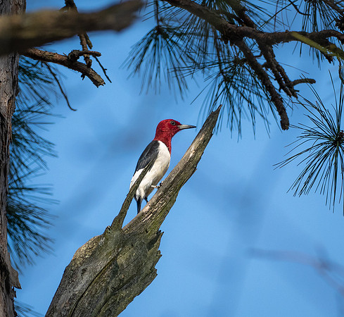 218a. Red-headed Woodpecker PMK94724