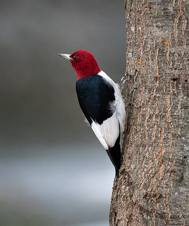 218. Red-headed Woodpecker PMK95029