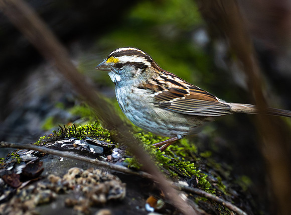 223. White-throated Sparrow PMK94942