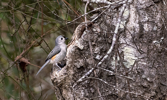 221. Tufted Titmouse PMK94855