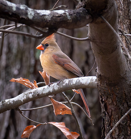 228. Northern Cardinal PMK95079