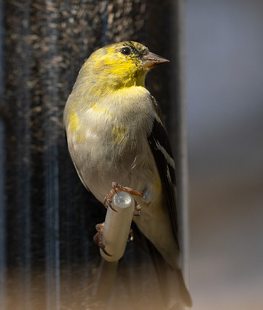 229. American Goldfinch PMK95193