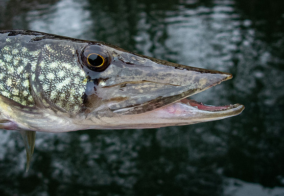227. Chain Pickerel P2150008