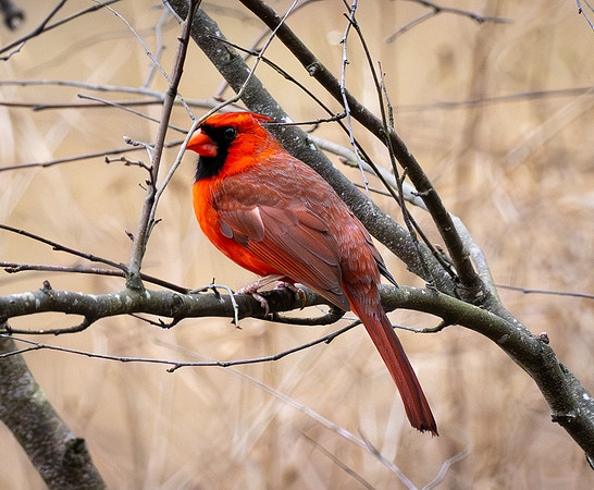 226. Northen Cardinal PMK95125