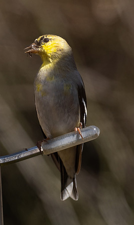 229a. American Goldfinch PMK95199