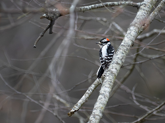 224. Downy Woodpecker PMK95119