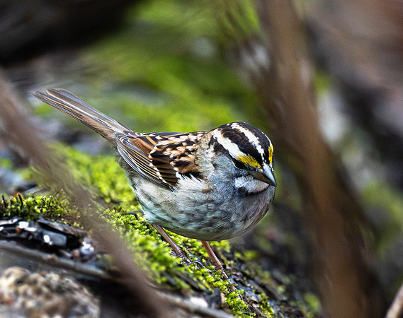 223a. White-throated Sparrow PMK94937