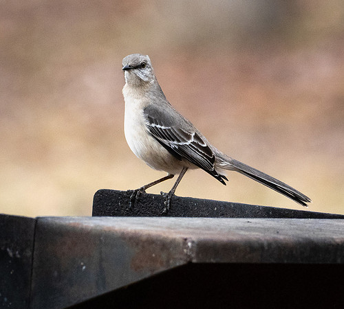 225. Northern Mockingbird PMK95092