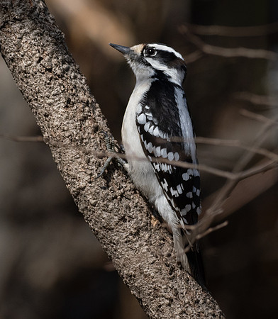 230. Downy Woodpecker PMK95221