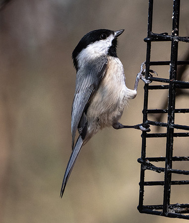 231. Carolina Chickadee PMK95244