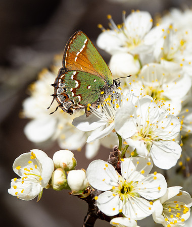 233. Juniper Hairstreak P2280846