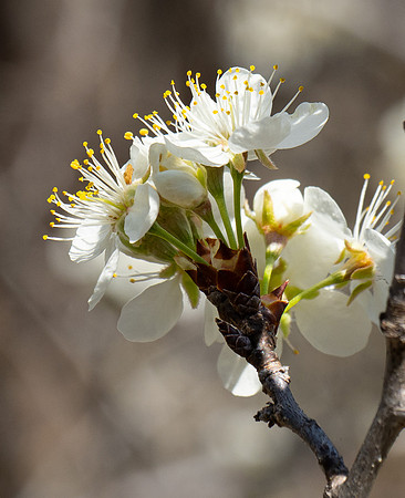 236c. Creek Plum P2280857