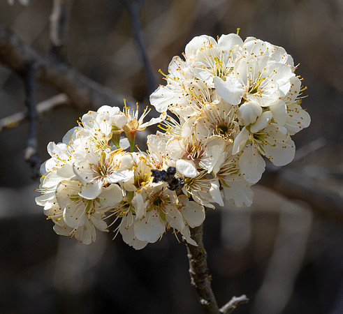 236. Creek Plum P2280872