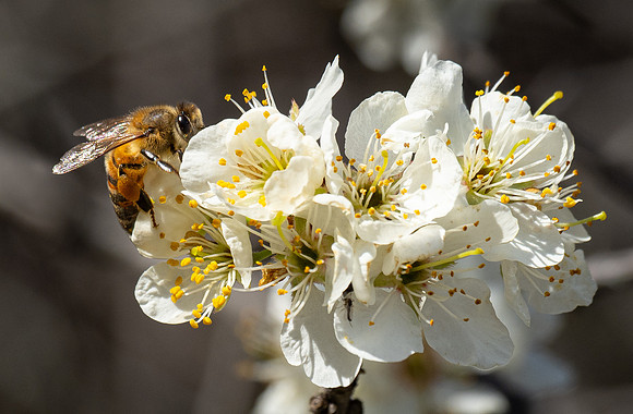 235. Western Honey Bee P2280874