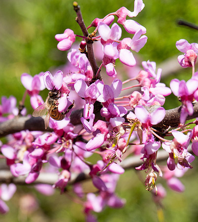 237. Eastern Redbud P3020004