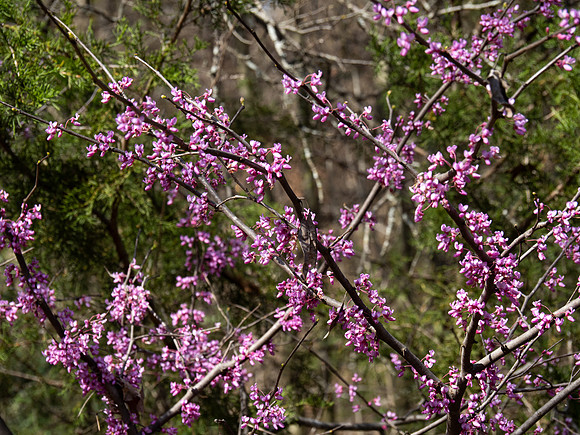 237a. Eastern Redbud P3020001
