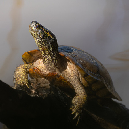 238. Red-eared Slider PMK95340