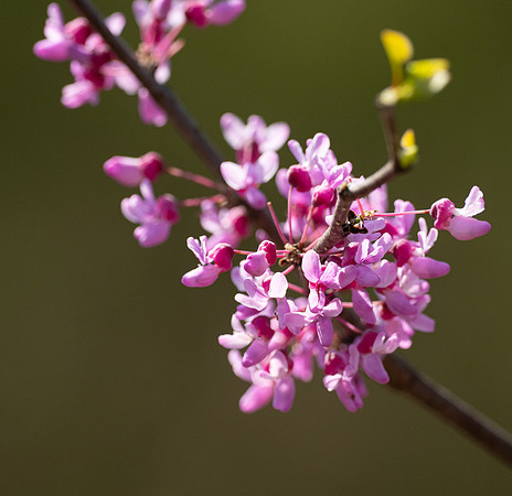 237b. Eastern Redbud PMK95276