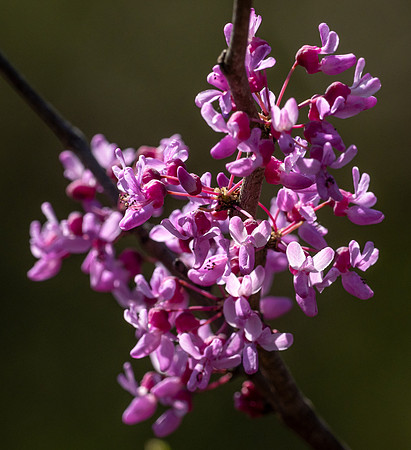 237c. Eastern Redbud PMK95278