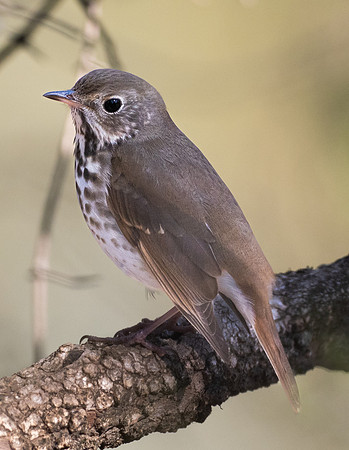 239. Hermit Thrush PMK95318