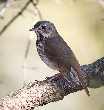 239a. Hermit Thrush PMK95312