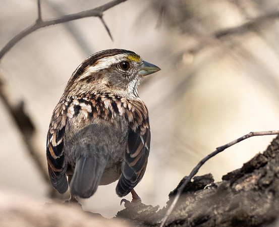 240. White-throated Sparrow PMK95329