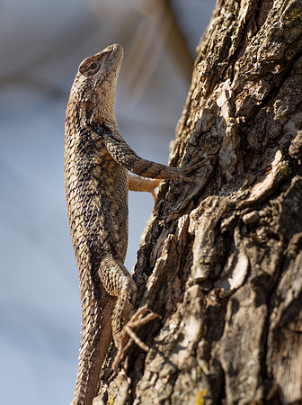 241. Texas Spiney Lizard PMK95356
